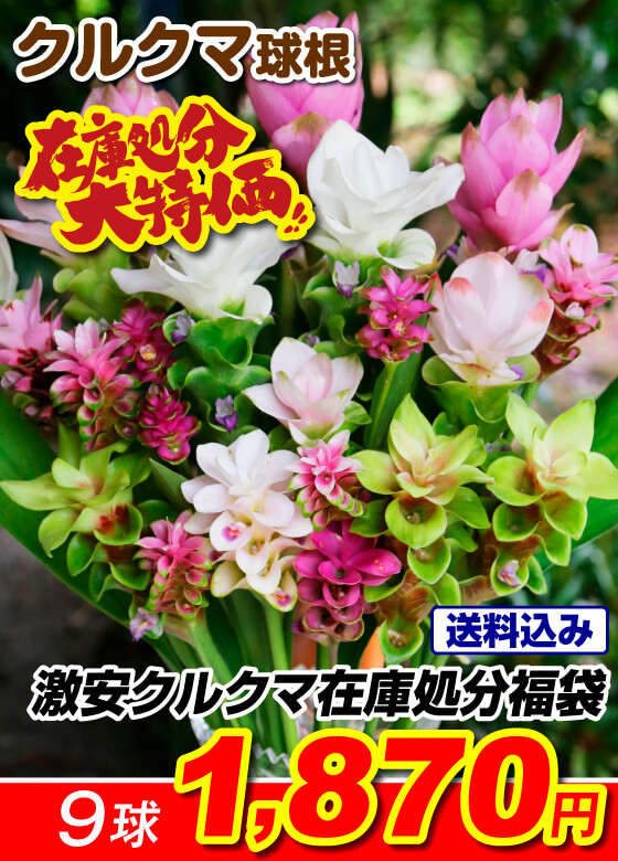 激安クルクマ福袋