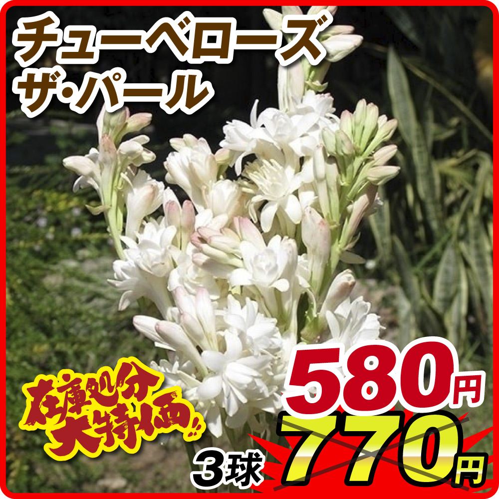 国華園 在庫処分特価 チューベローズ 球根 ザ・パール 3球