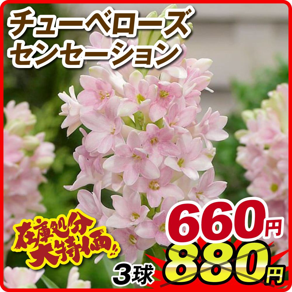 国華園 在庫処分特価 チューベローズ 球根 センセーション 3球