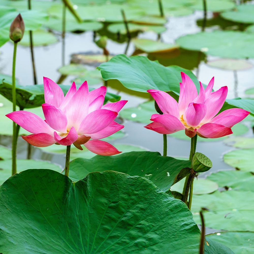 花水次　直径約12センチ 国華園 水生植物 茶碗バス 12cmポット苗 送料無料 茶碗蓮 1株 : 花と緑