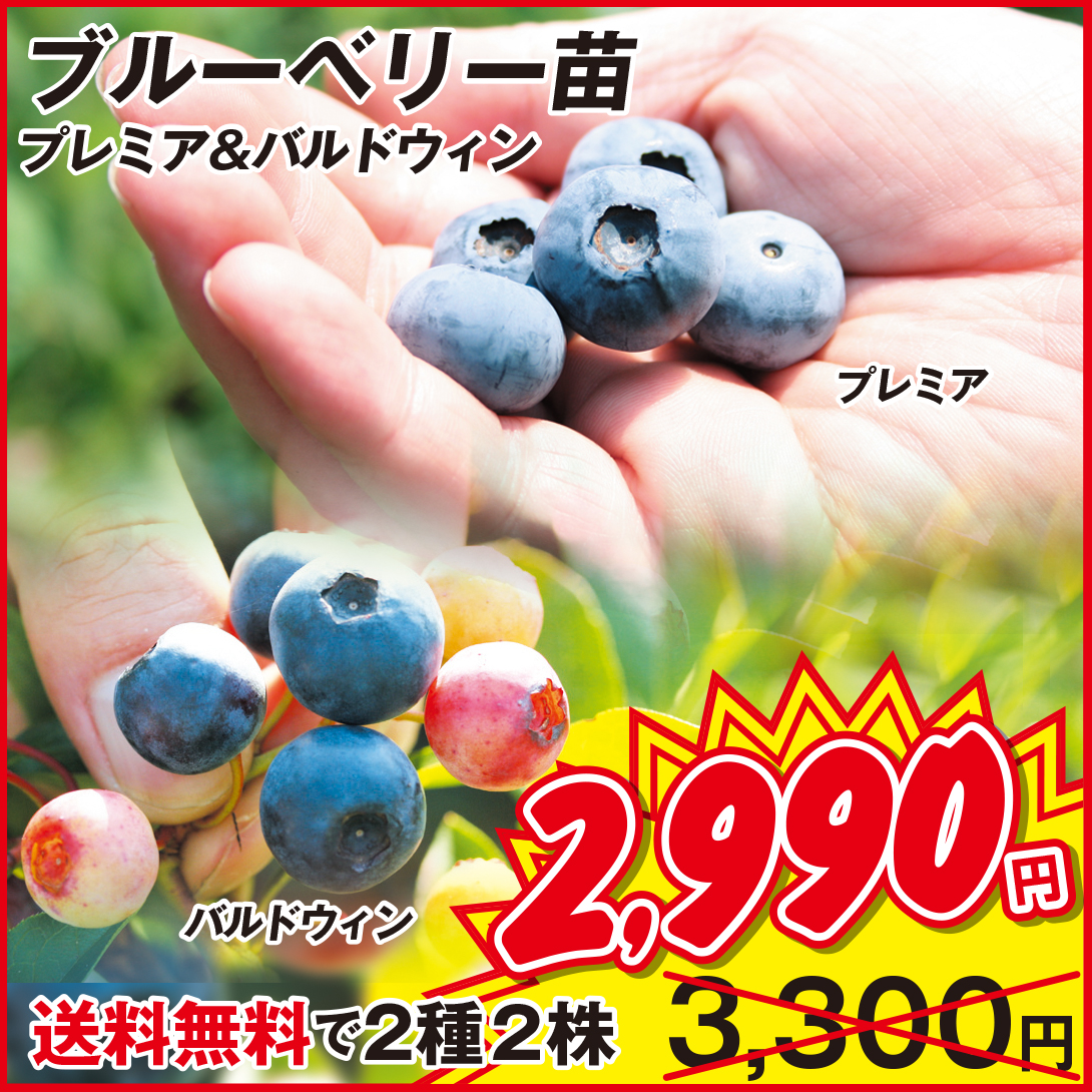 苗 ブルーベリー」の人気商品一覧 | 安い商品を通販サイトから探す