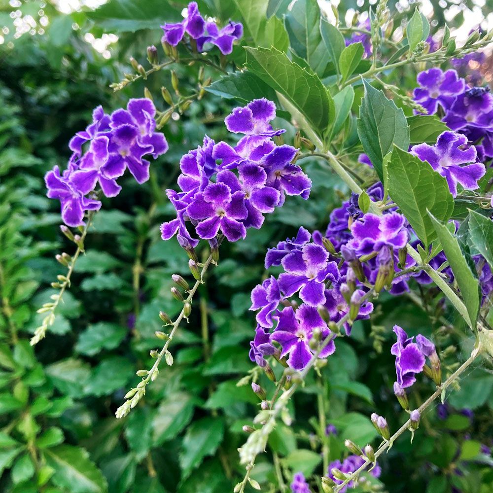 花てん 花苗 デュランタ レペテンス 宝塚 2株 : 花と緑 国華園 - 通販 - Yahoo