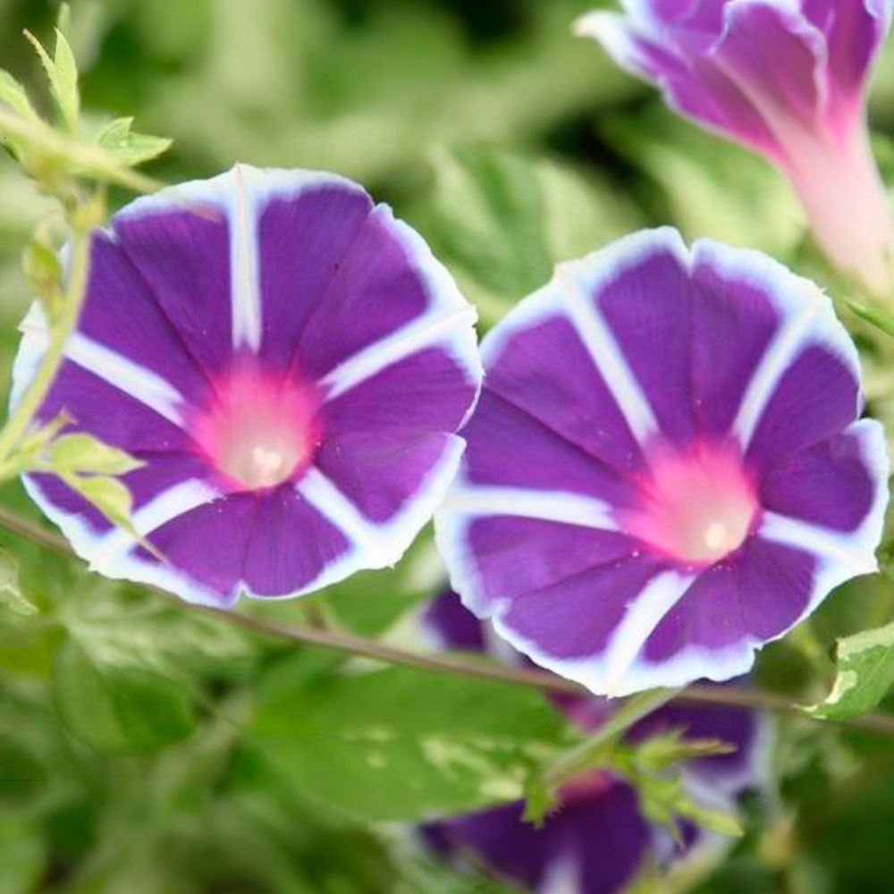 花苗 しだれ朝顔 恋しぐれ バイオレットブルー 4株 アサガオ : 花と緑