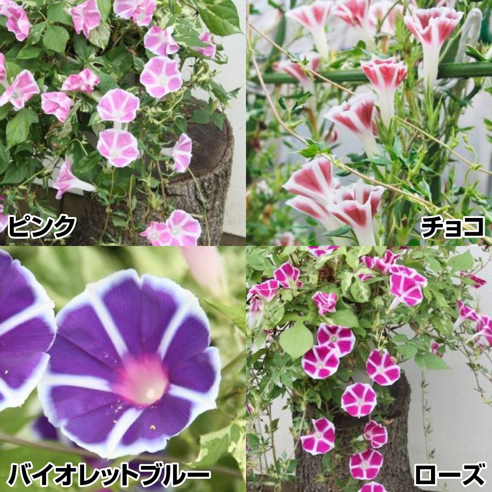 国華園 イモヅル 芋づる ふくむらさきPVPイモヅル20本 / さつまいもの