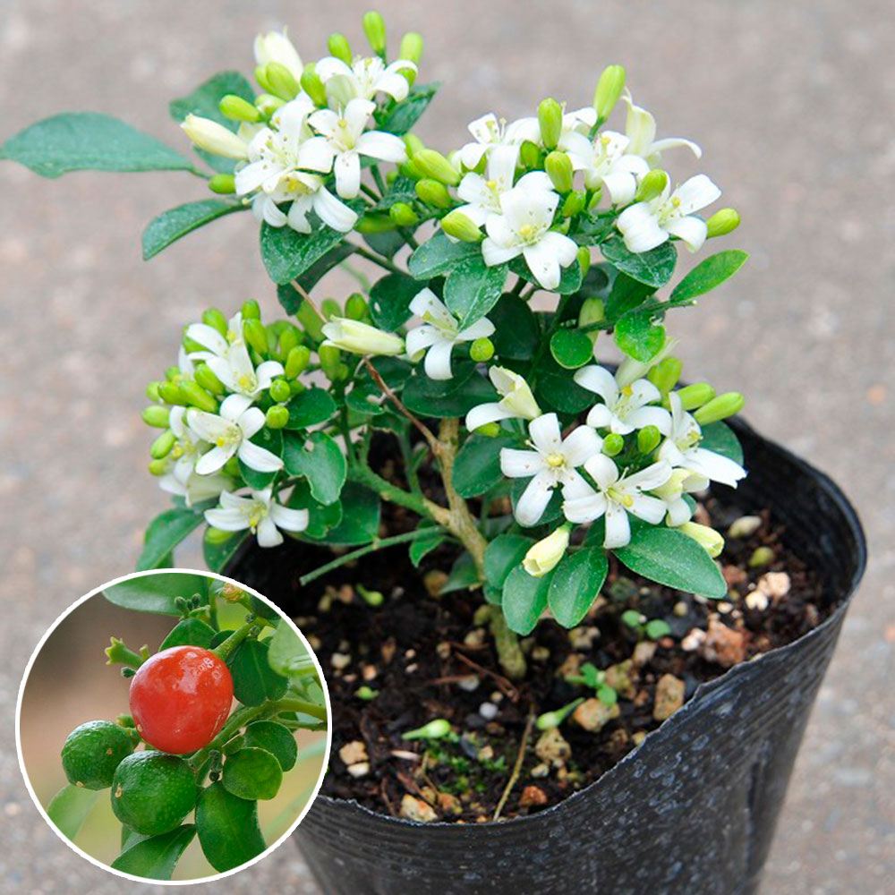 国華園 洋蘭苗 もじゃマトフィラム 花芽付き 1株 観葉植物 送料込み