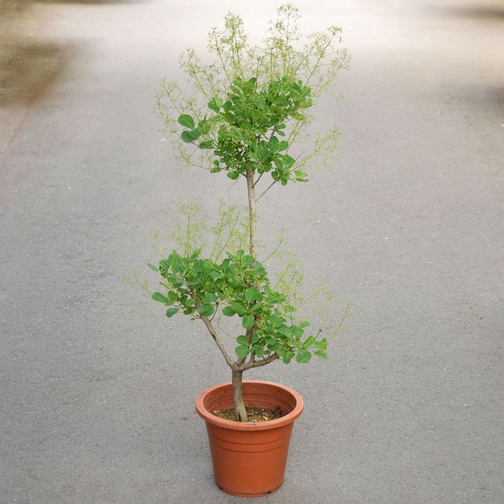 鉢植え花木 スモークツリー グリーンボール 7号鉢 1鉢 送料込み : 花と