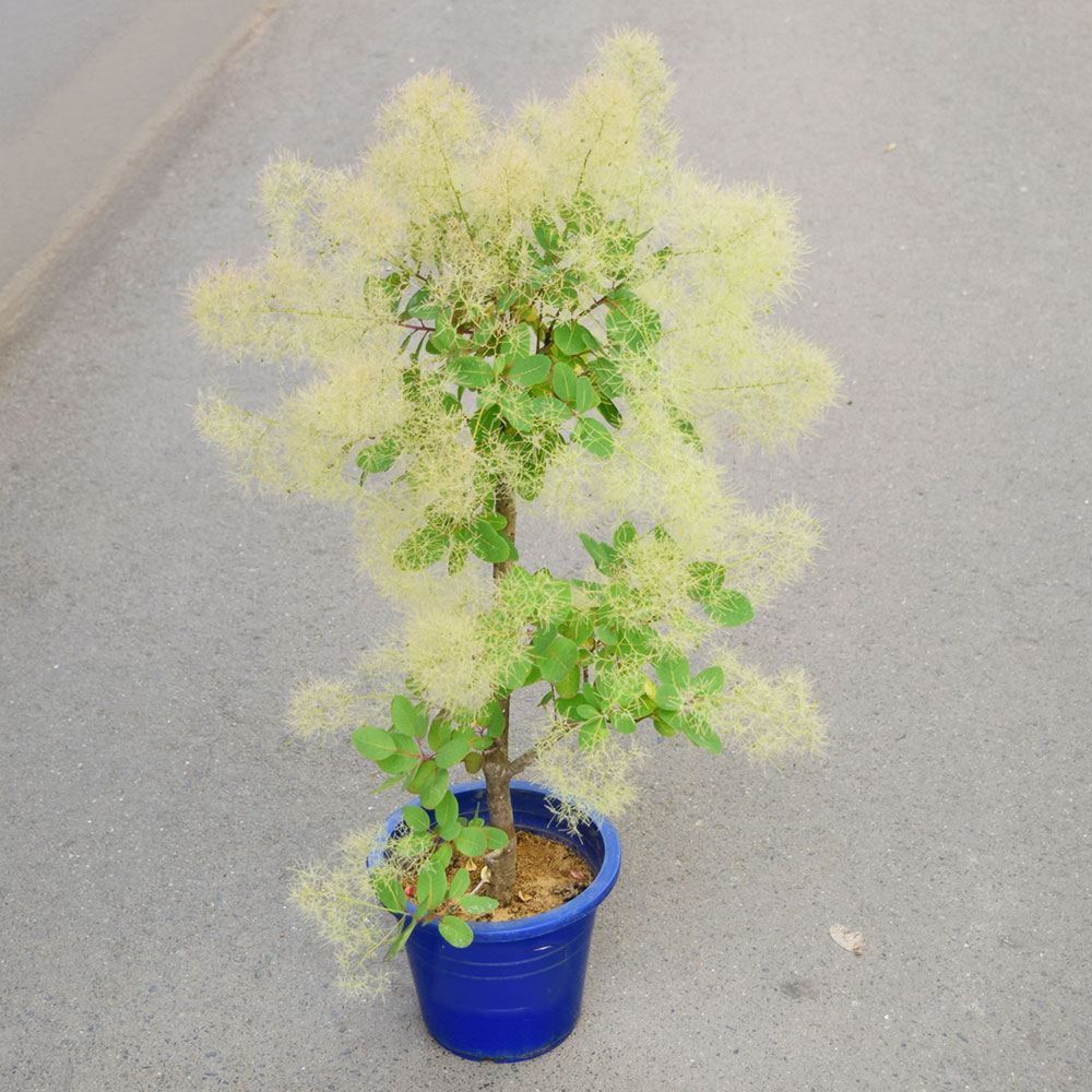 鉢植え花木 スモークツリー ブランシュシュ 7号鉢 1鉢 花つき 開花株