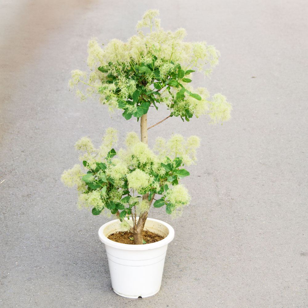 鉢植え花木 スモークツリー スノーパフ 7号鉢 1鉢 花つき 開花株 送料