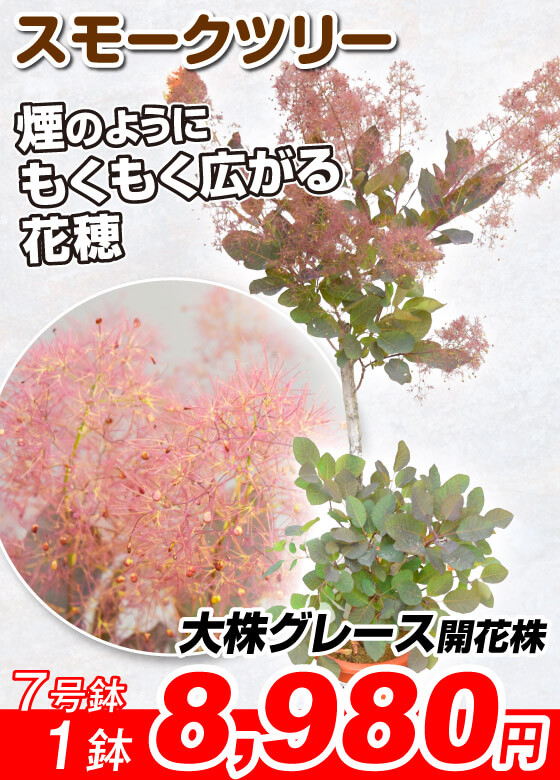 スモークツリー 開花株