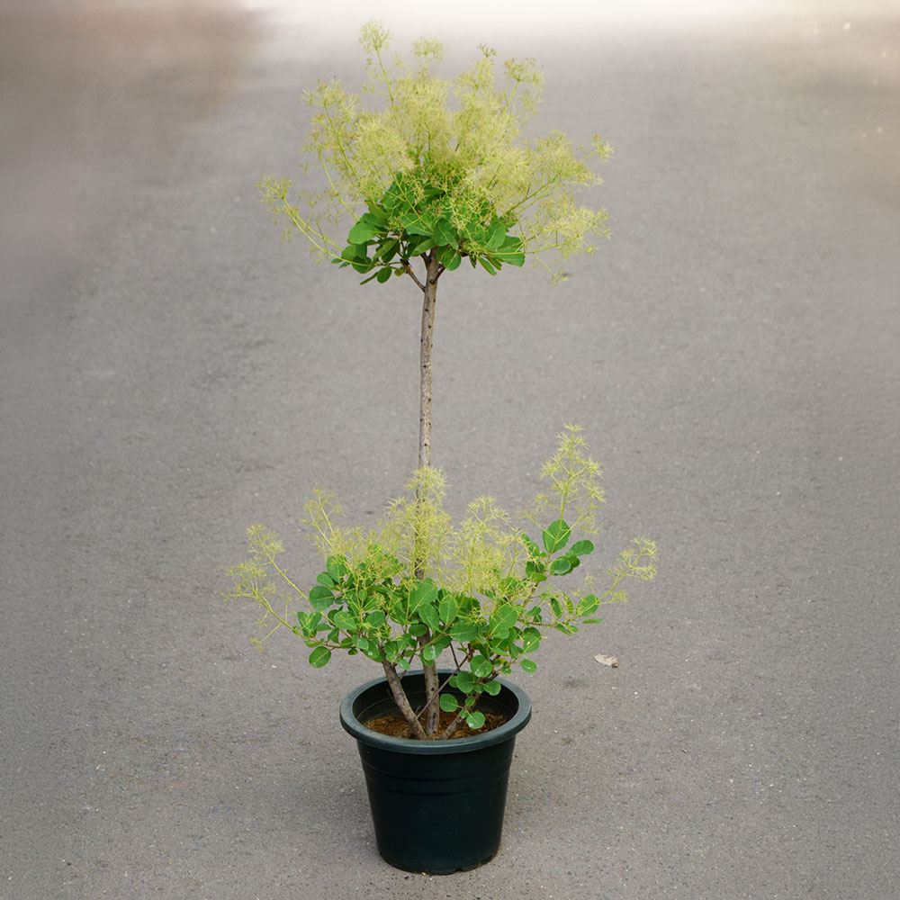 鉢植え花木 スモークツリー ベストピンク 7号鉢 1鉢 花つき 開花株