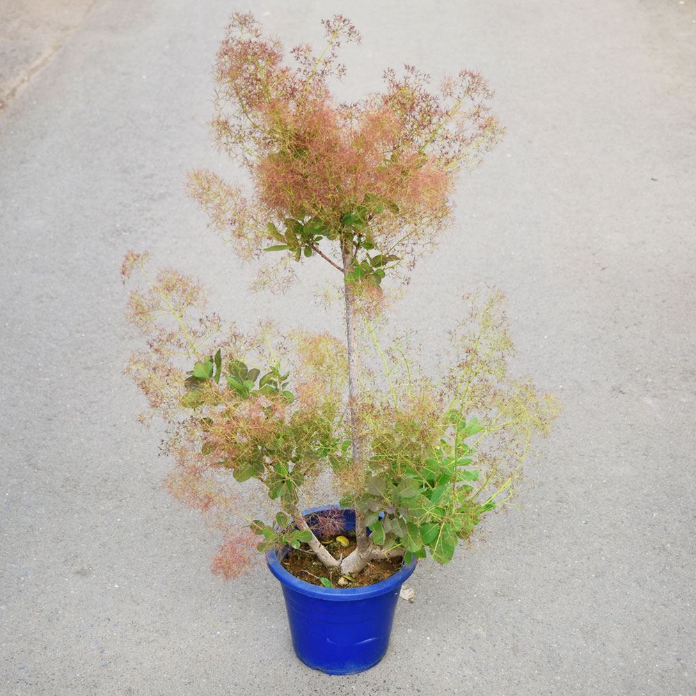 鉢植え花木 スモークツリー リトルルビー 7号鉢 1鉢 花つき 開花株