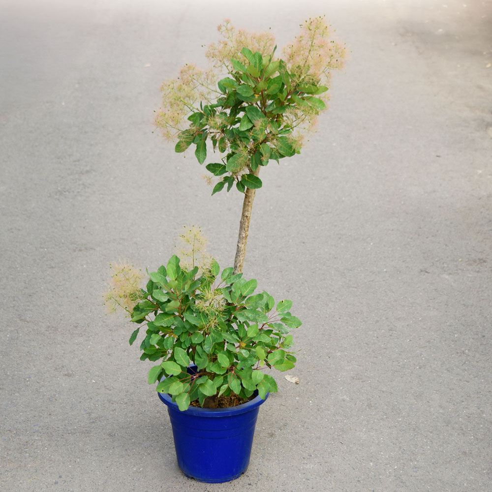 鉢植え花木 スモークツリー ラブリーローズ 7号鉢 1鉢 花つき 開花株