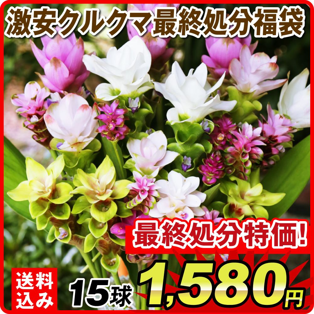 国華園 クルクマ 球根 ミックス (無選別) 10球 クルクマの球根 春植え