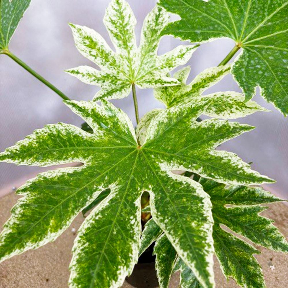 植木 盆栽 ヤツデ」の人気商品一覧・価格比較 - 価格.com