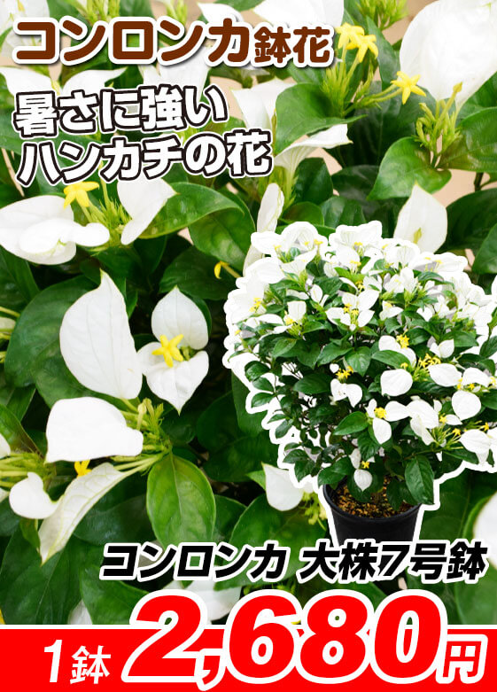 コンロンカ