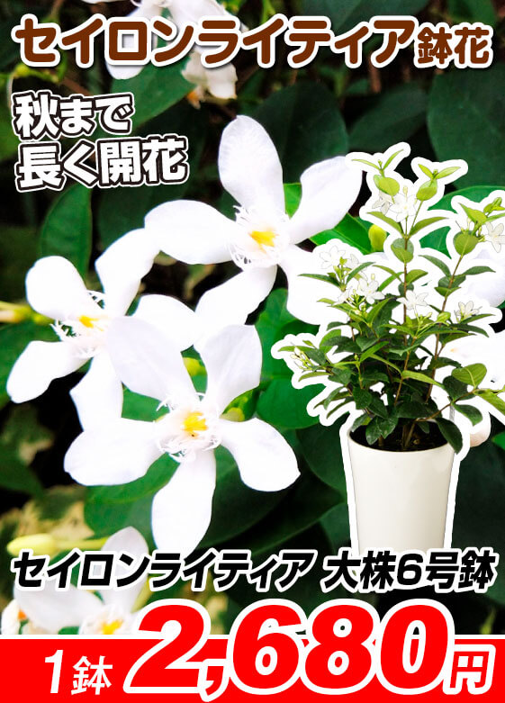 セイロンライティア