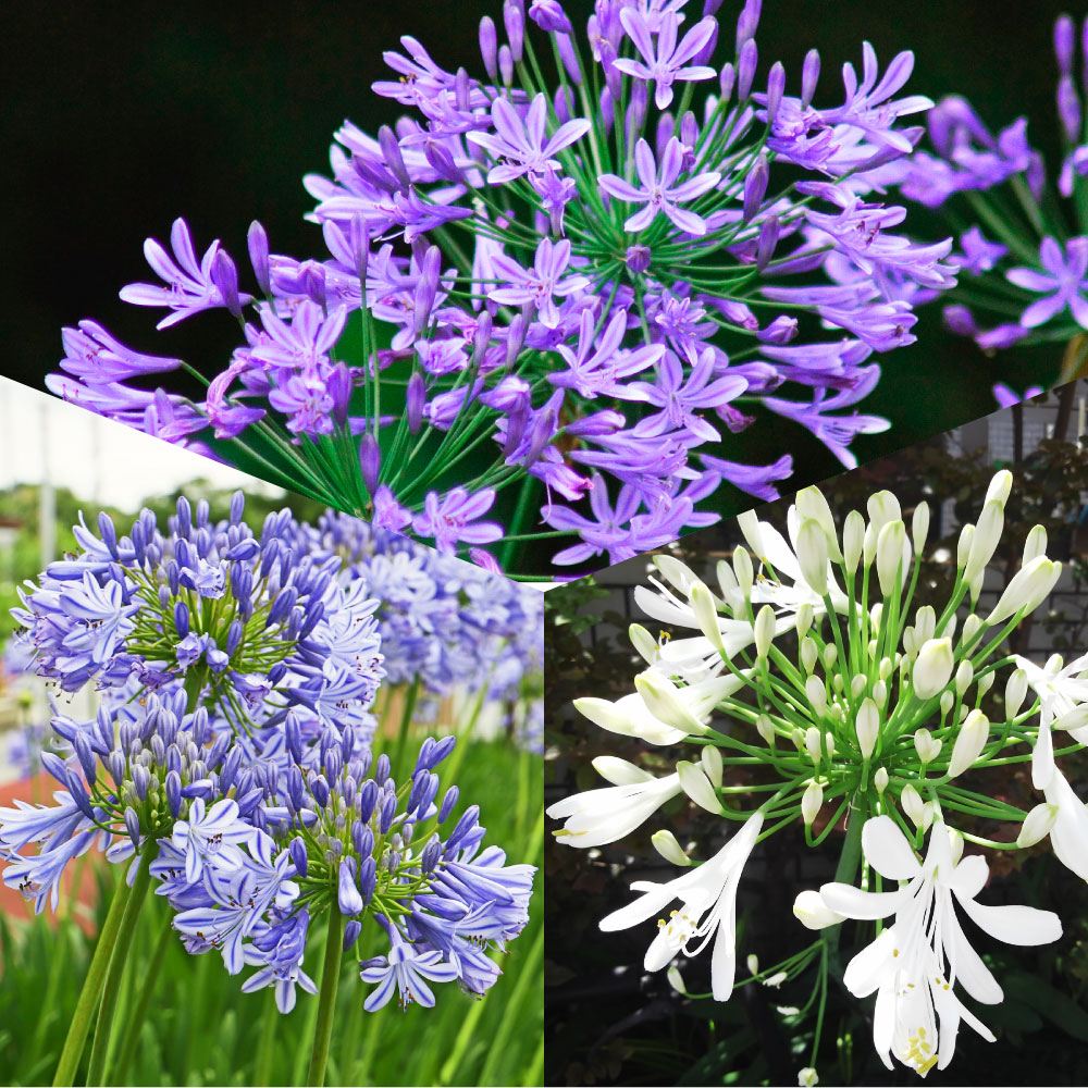 国華園 花苗 アガパンサス 3色セット 3色3株 : 花と緑 国華園 - 通販