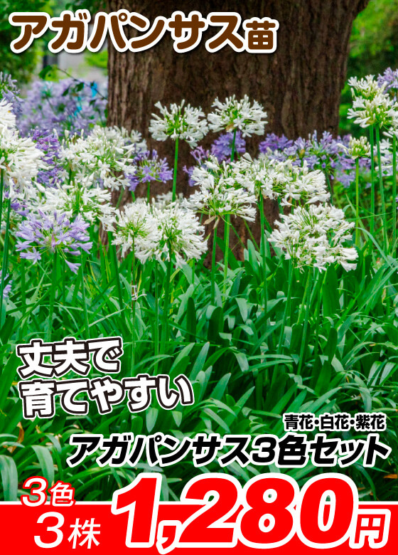 アガパンサス