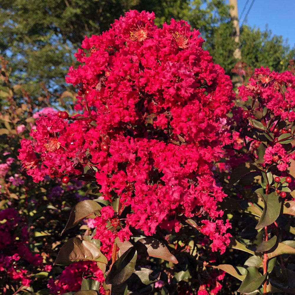国華園 スモークツリー 苗 グレース 1株 花木苗 : 花と緑 国華園