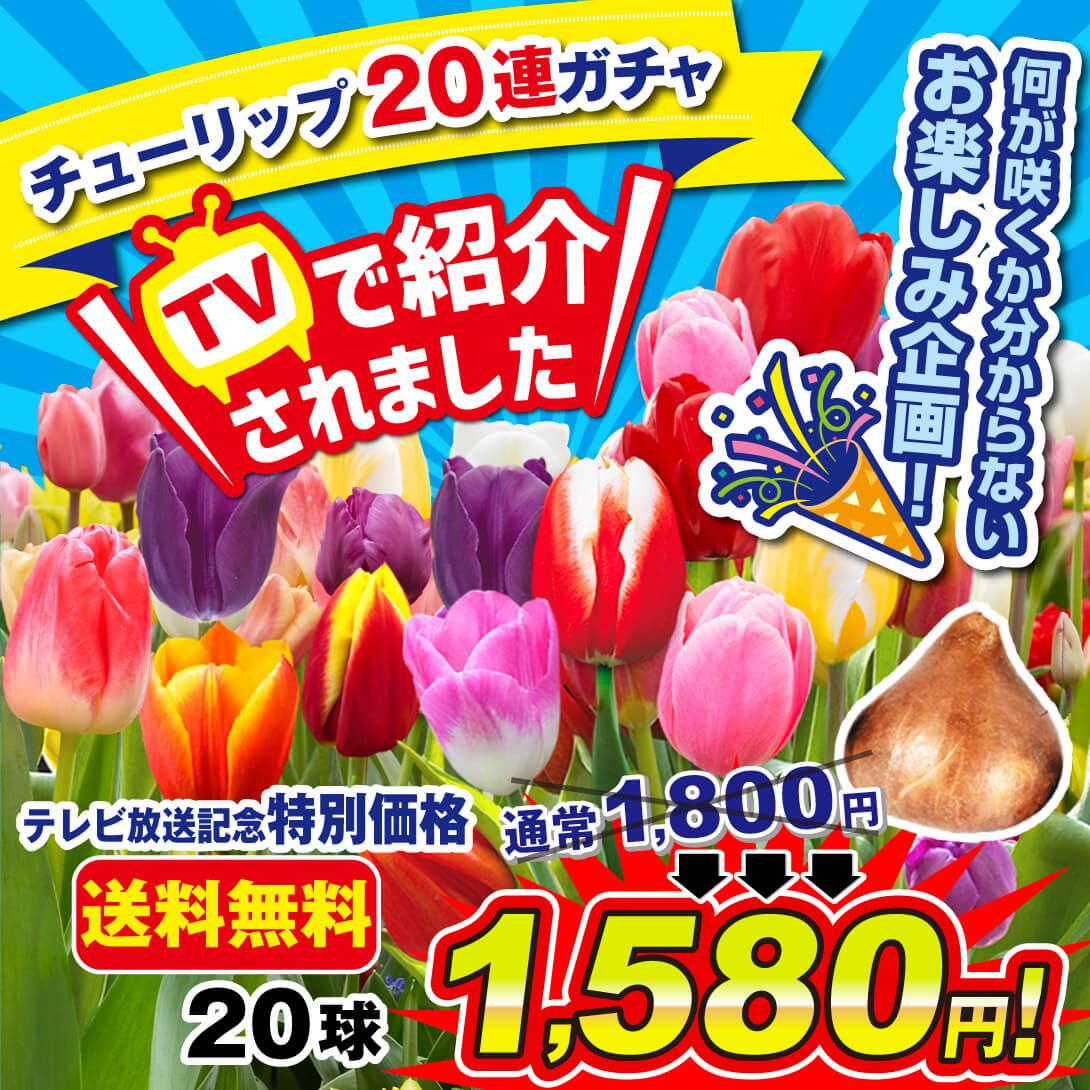 国華園 ムスカリ 球根 セット 3種25球 ムスカリの球根 秋植え球根 : 花