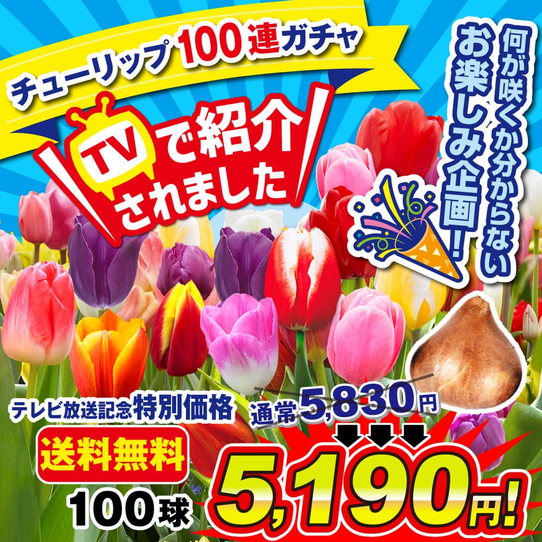 国華園 ユリ 球根 花ユリ オリエンタルリリー 特大球 オレンジ