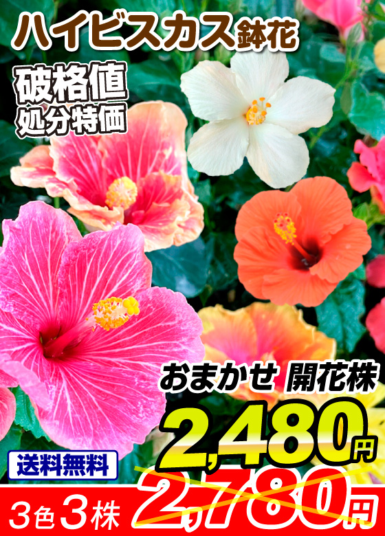 ハイビスカス