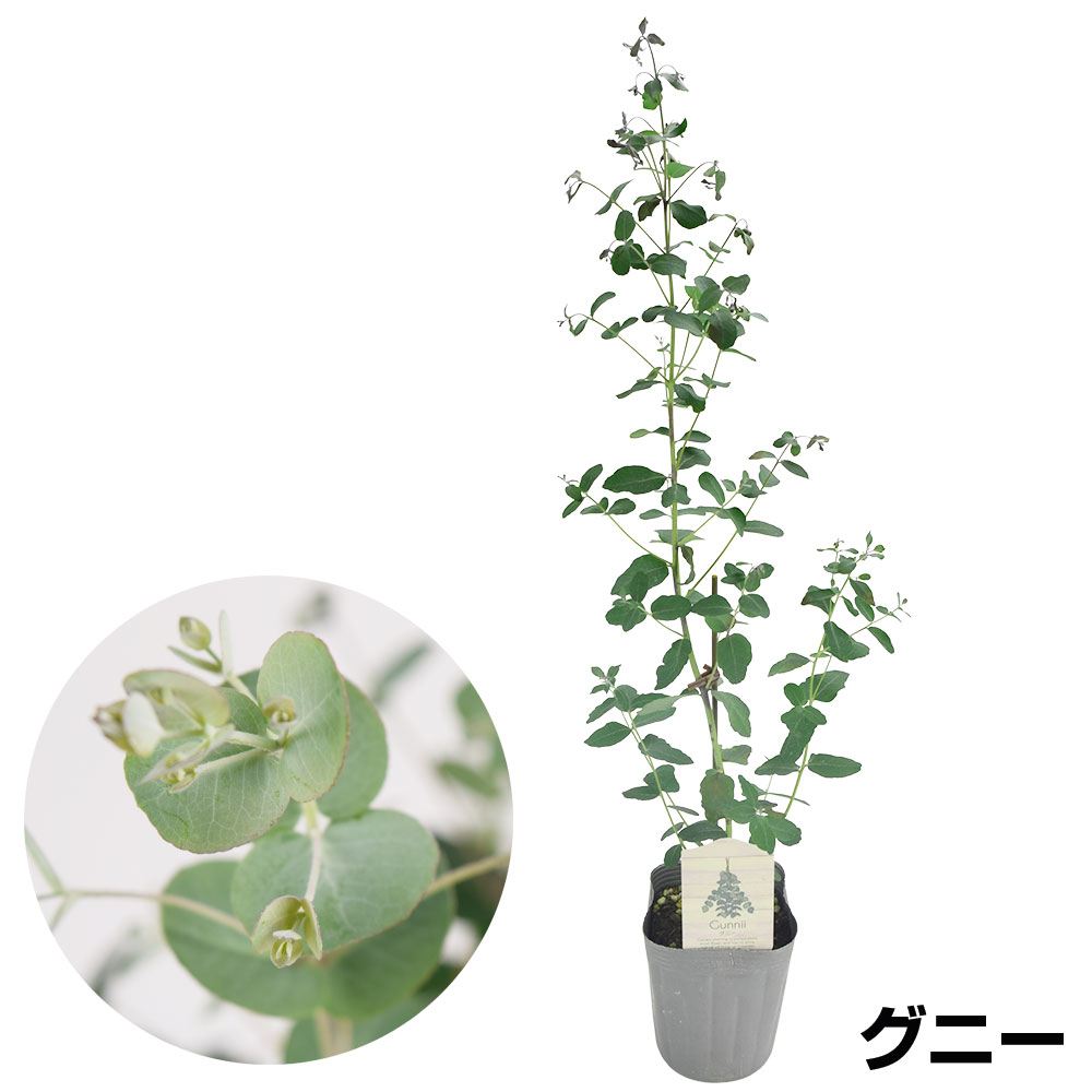 国華園 花木苗 ユーカリ グニー 2株 : 花と緑 国華園 - 通販 - Yahoo