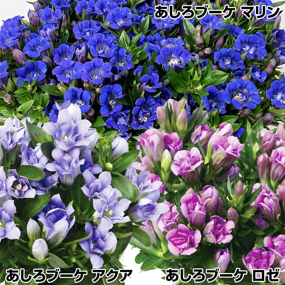 国華園 ツバキ 苗 キティ 1株 珍しい椿の苗 花木苗 : 花と緑 国華園