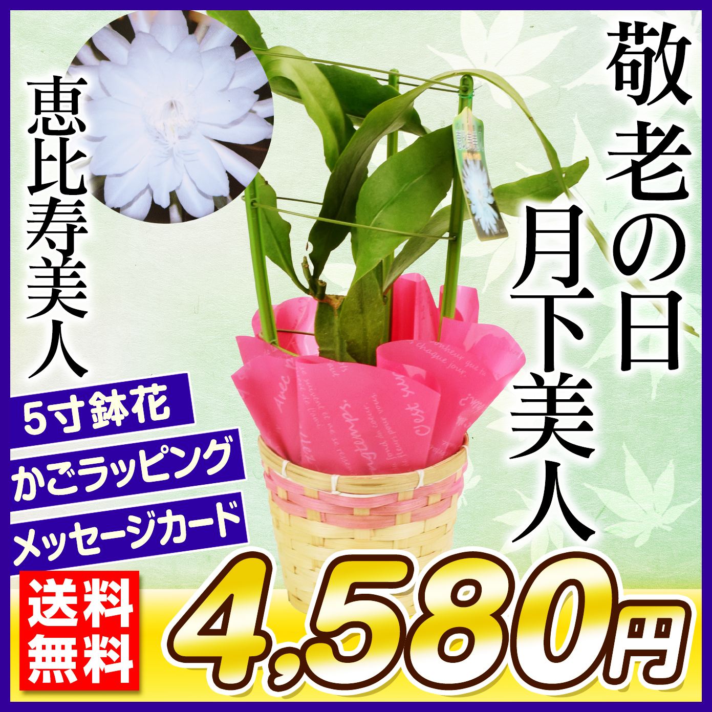 観葉植物 月下美人」の人気商品一覧・価格比較 - 価格.com