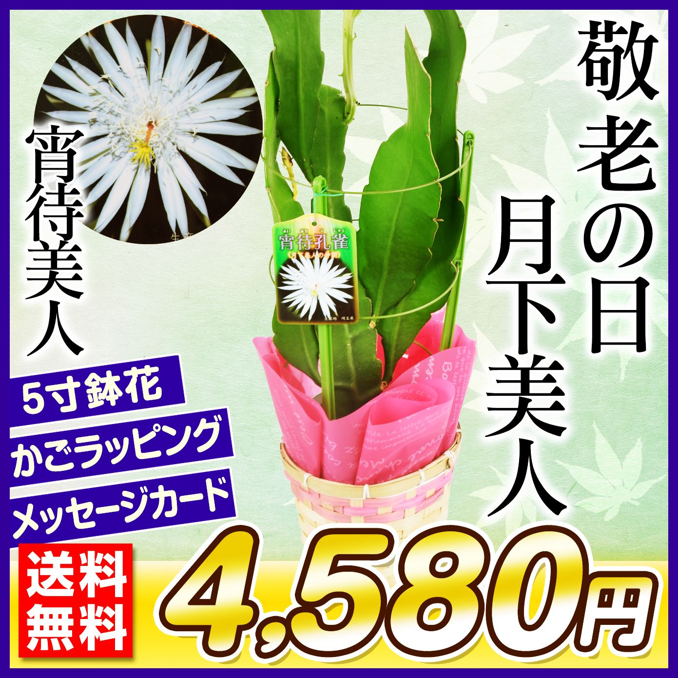 観葉植物 月下美人」の人気商品一覧・価格比較 - 価格.com