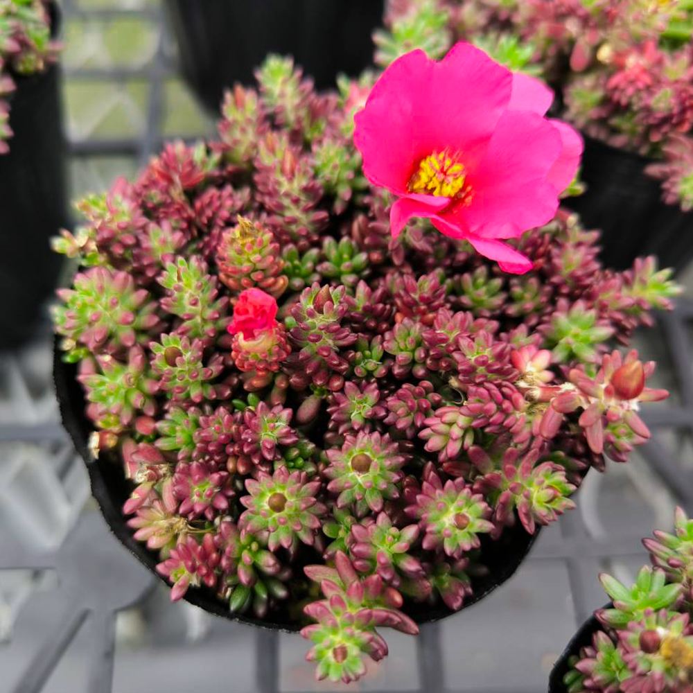 ポーチュラカ ミックス植え 6寸鉢ごと 苗 植物 ポーチュラカ 苗」の