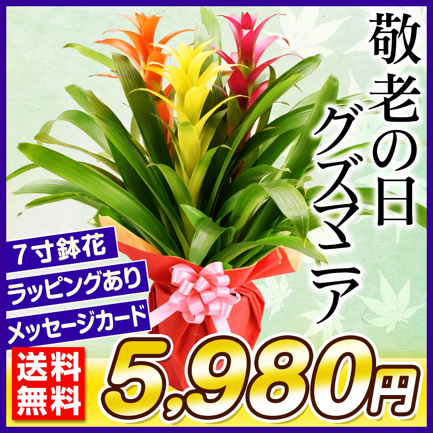 観葉植物 グズマニア」の人気商品一覧・価格比較 - 価格.com