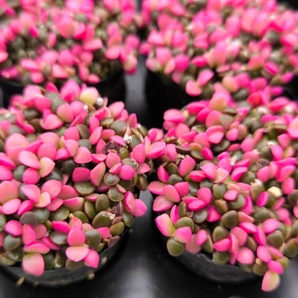 国華園 多肉植物 桜吹雪 （アナカンプロセス） 6株 : 花と緑 国華園