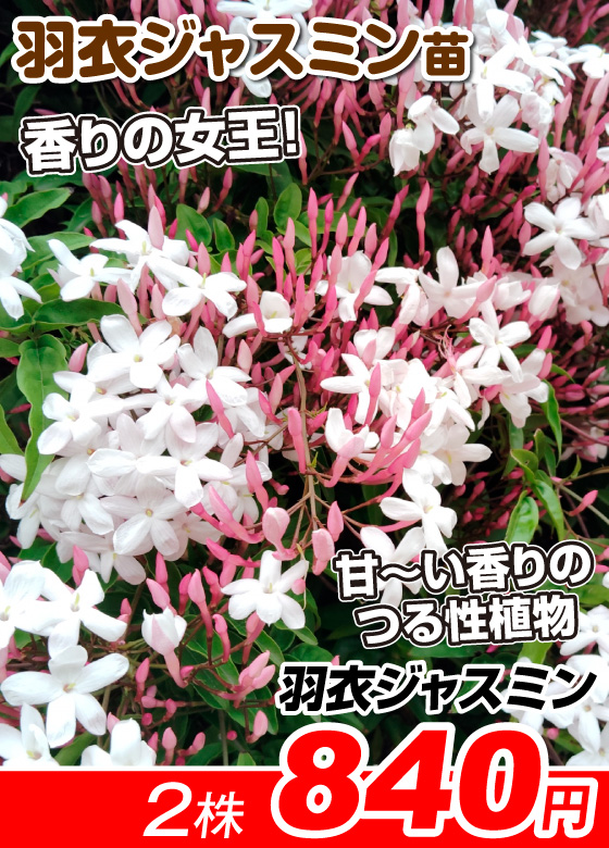 羽衣ジャスミン
