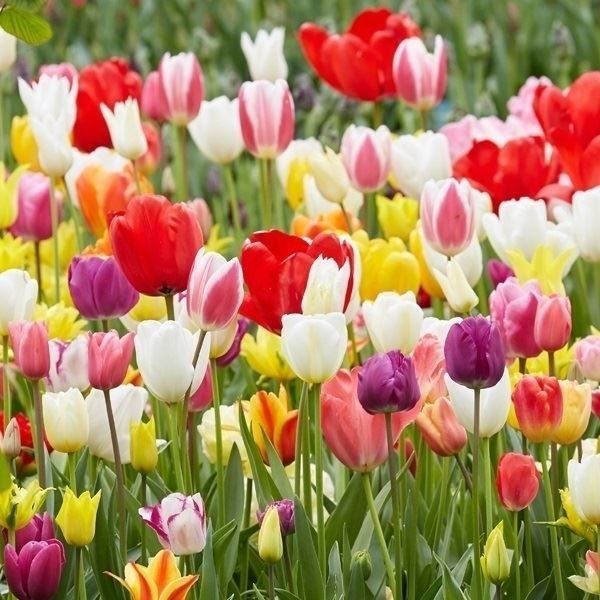 国華園 ジャーマンアイリス 株分け苗 カラフルジャーマンアイリス