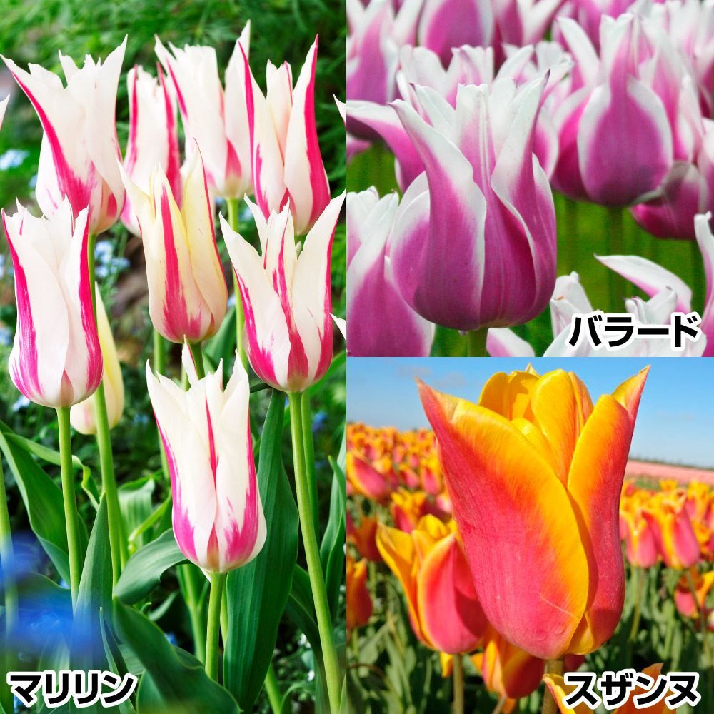 ゼフィランサス 球根 定番セット 3種30球 ゼフィランサスの球根 春植え