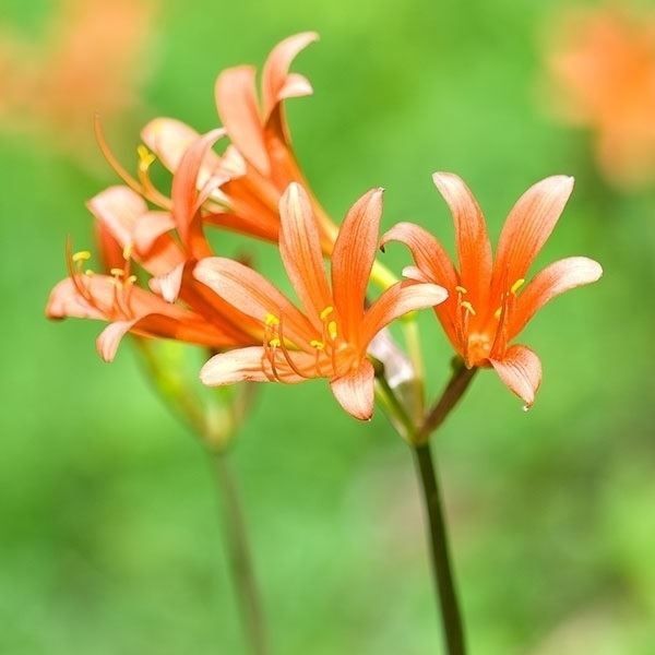 国華園 リコリス 球根 サンギニア (キツネノカミソリ) 12球 彼岸花