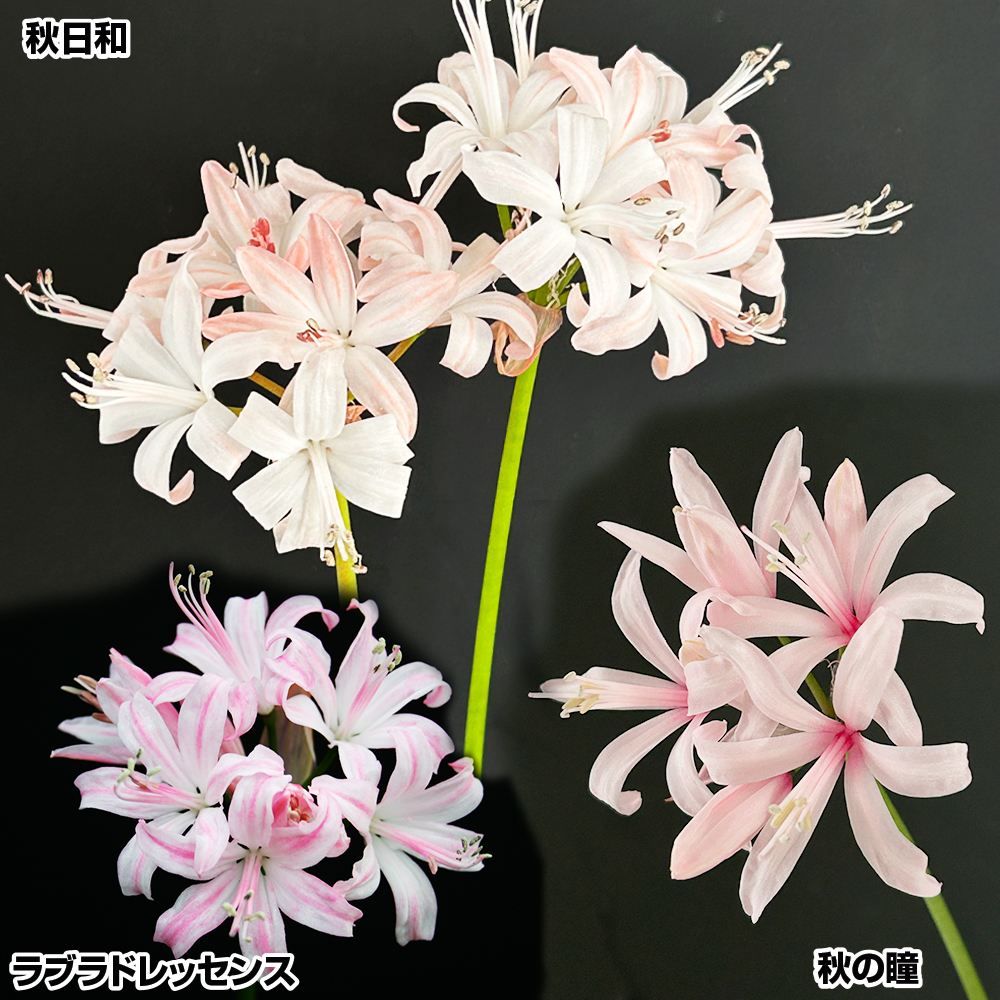 国華園 ネリネ 球根 高級Aセット 3種3球 ネリネの球根 夏植え球根 : 花