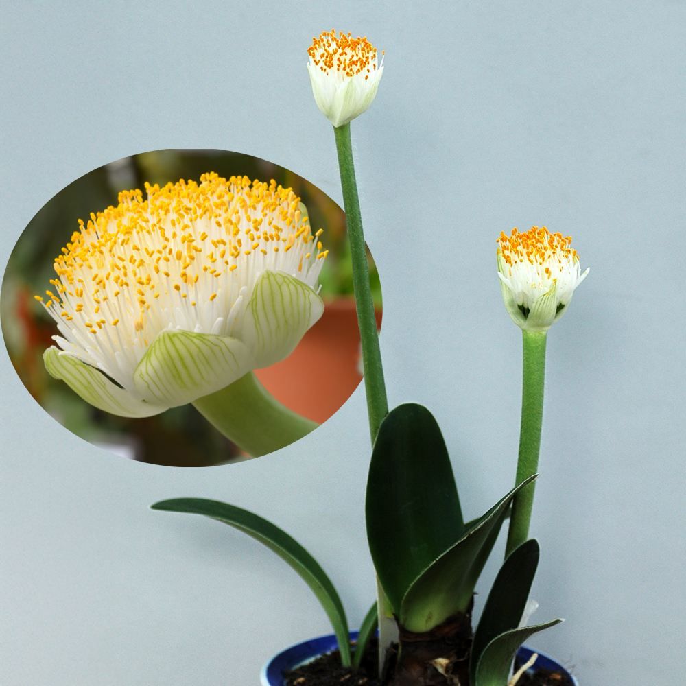 ハエマンサス 斑入り 希少品 観葉植物 球根植物 国華園 夏植え球根 ハエマンサス アルビフロス 1球 : 花と緑 国華園