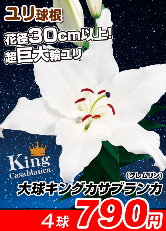 キングカサブランカ