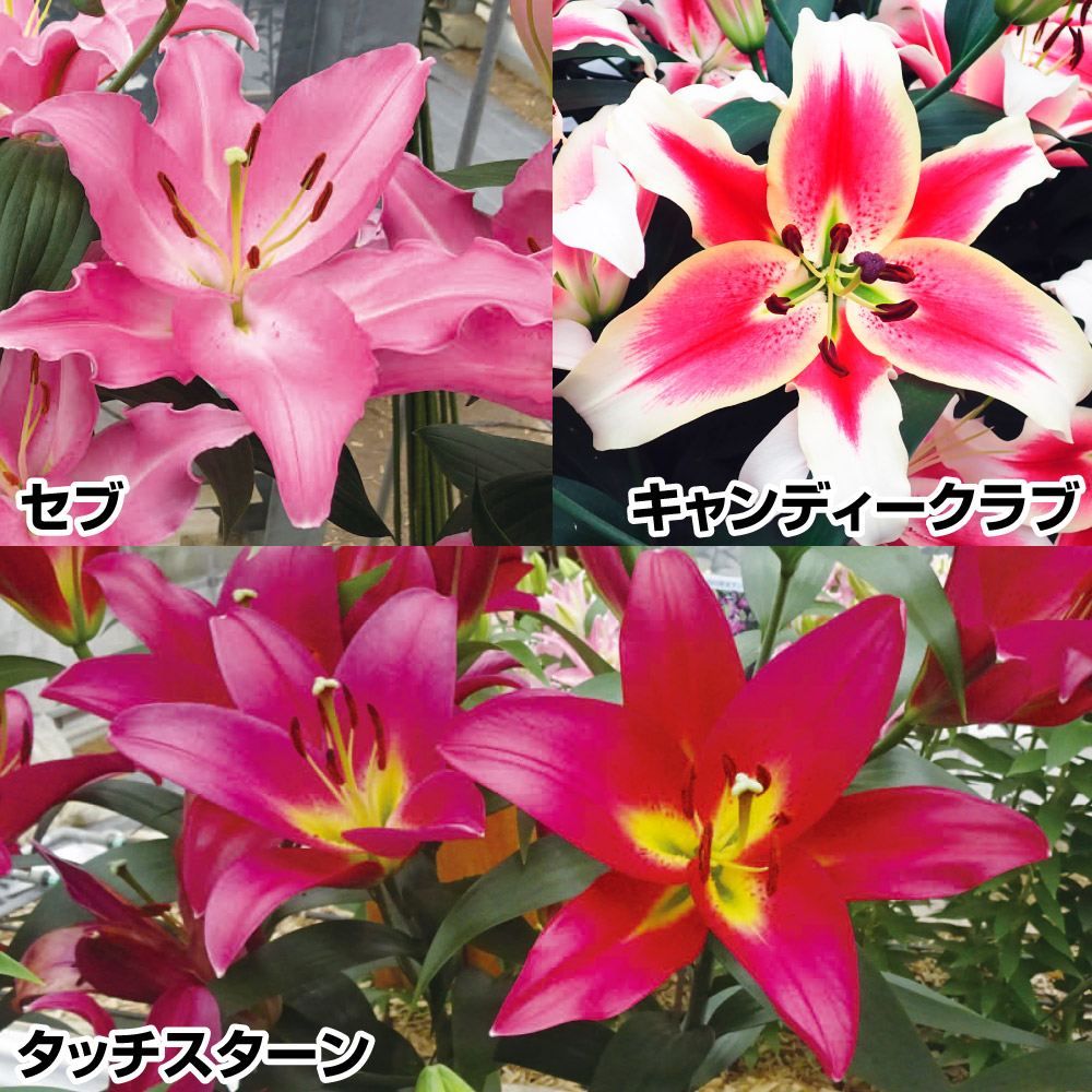 国華園 8月咲 ユリ 球根 オリエンタルリリー レッドカサブランカ