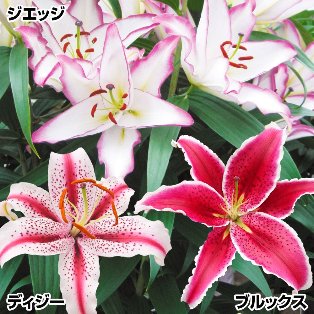 国華園 ユリ 球根 花ユリ 切花向きオリエンタルリリーBセット 3種24球 