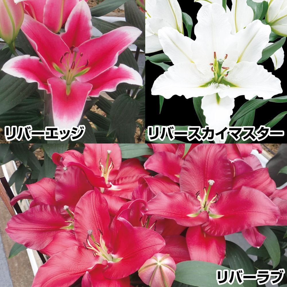 国華園 ユリ 球根 花ユリ 無花粉オリエンタルリリーセット 3種12球(各4