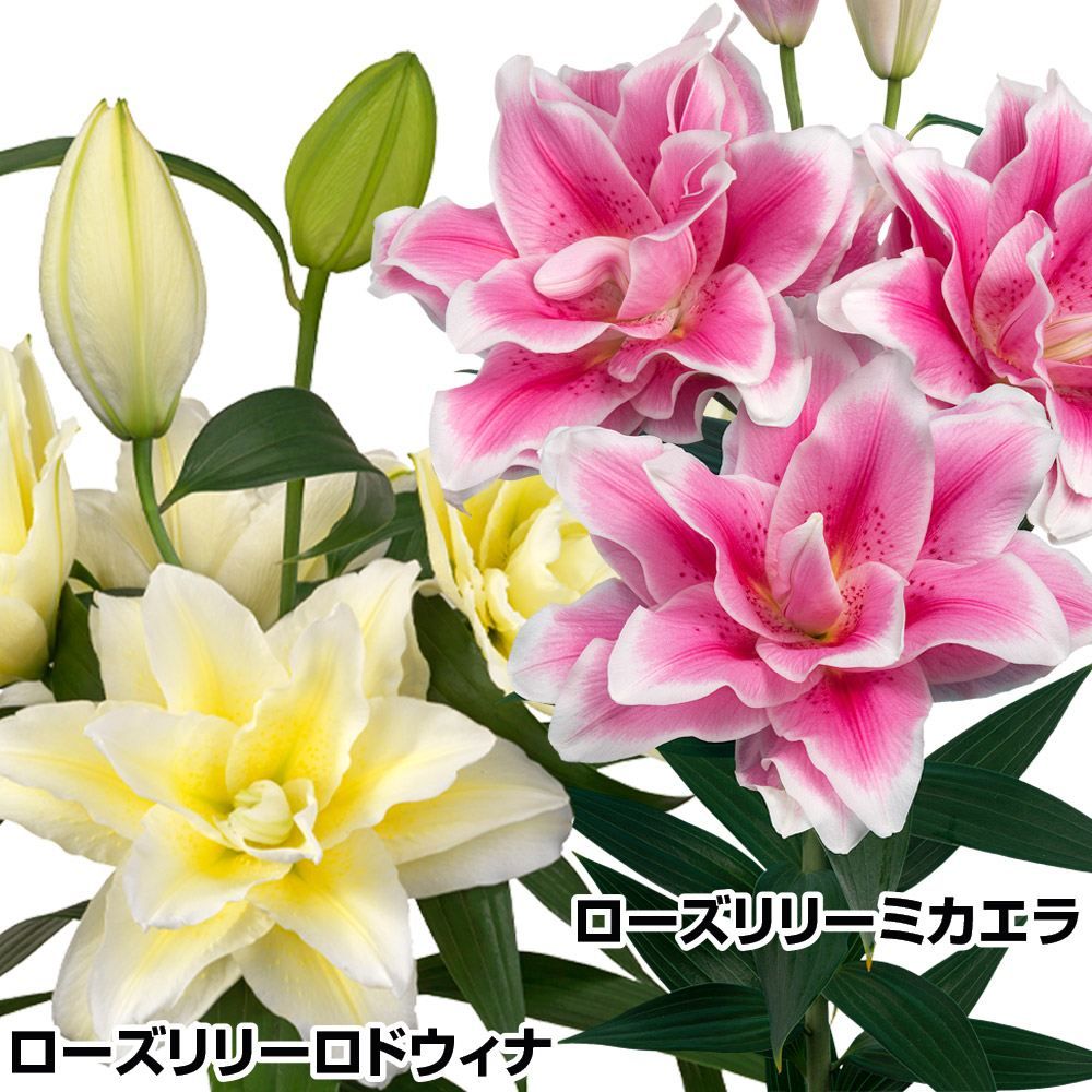 国華園 リコリス 球根 おすすめセット 3種15球 彼岸花 ヒガンバナ