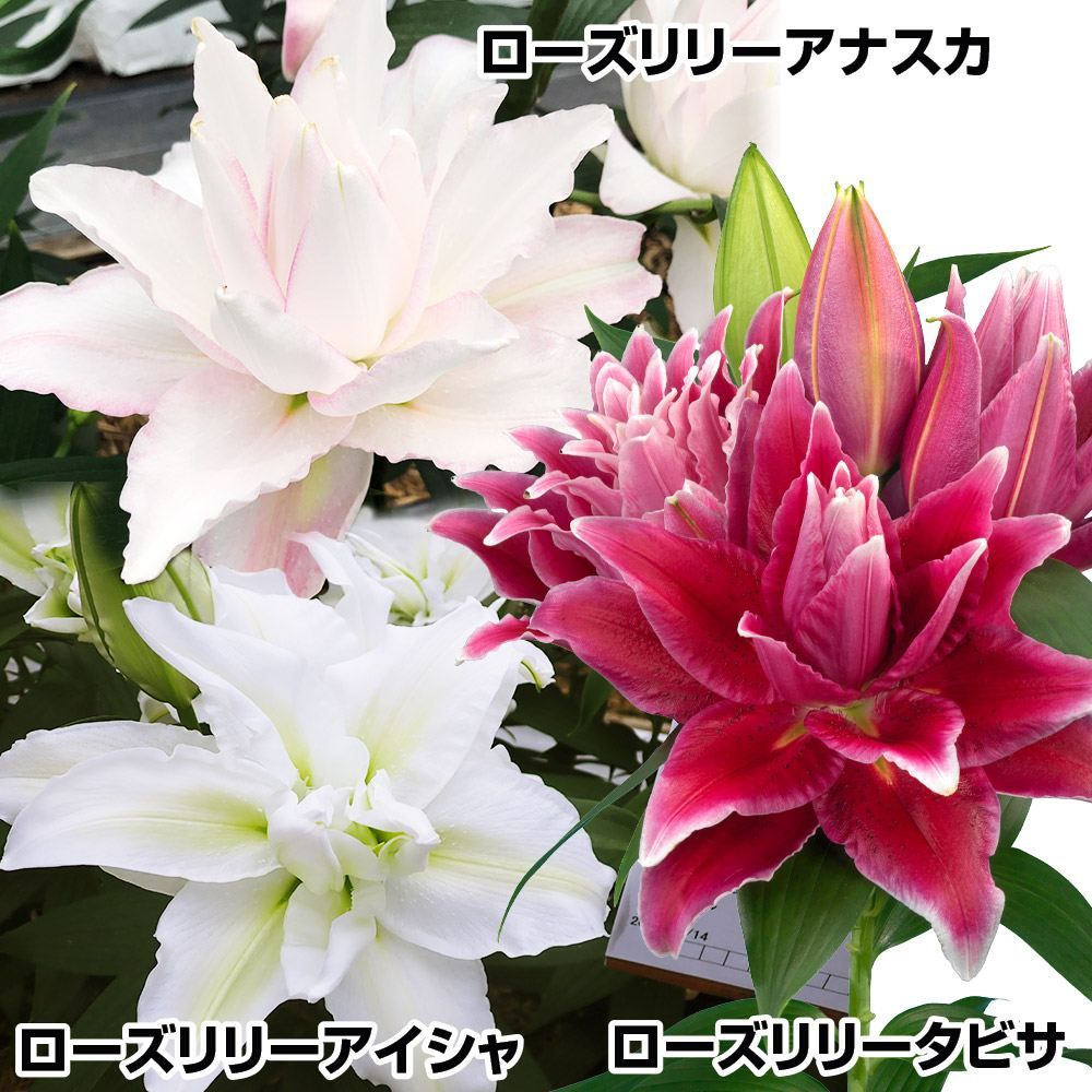 国華園 ユリ 球根 華やかローズリリーセット 3種12球(各4球) : 花と緑