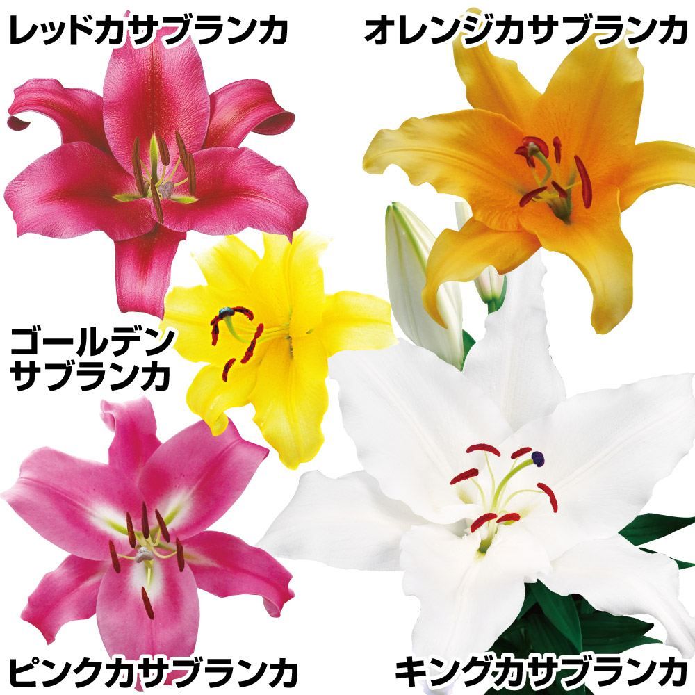 国華園 ユリ 球根 花ユリ カサブランカスペシャルセット 5色22球 百合