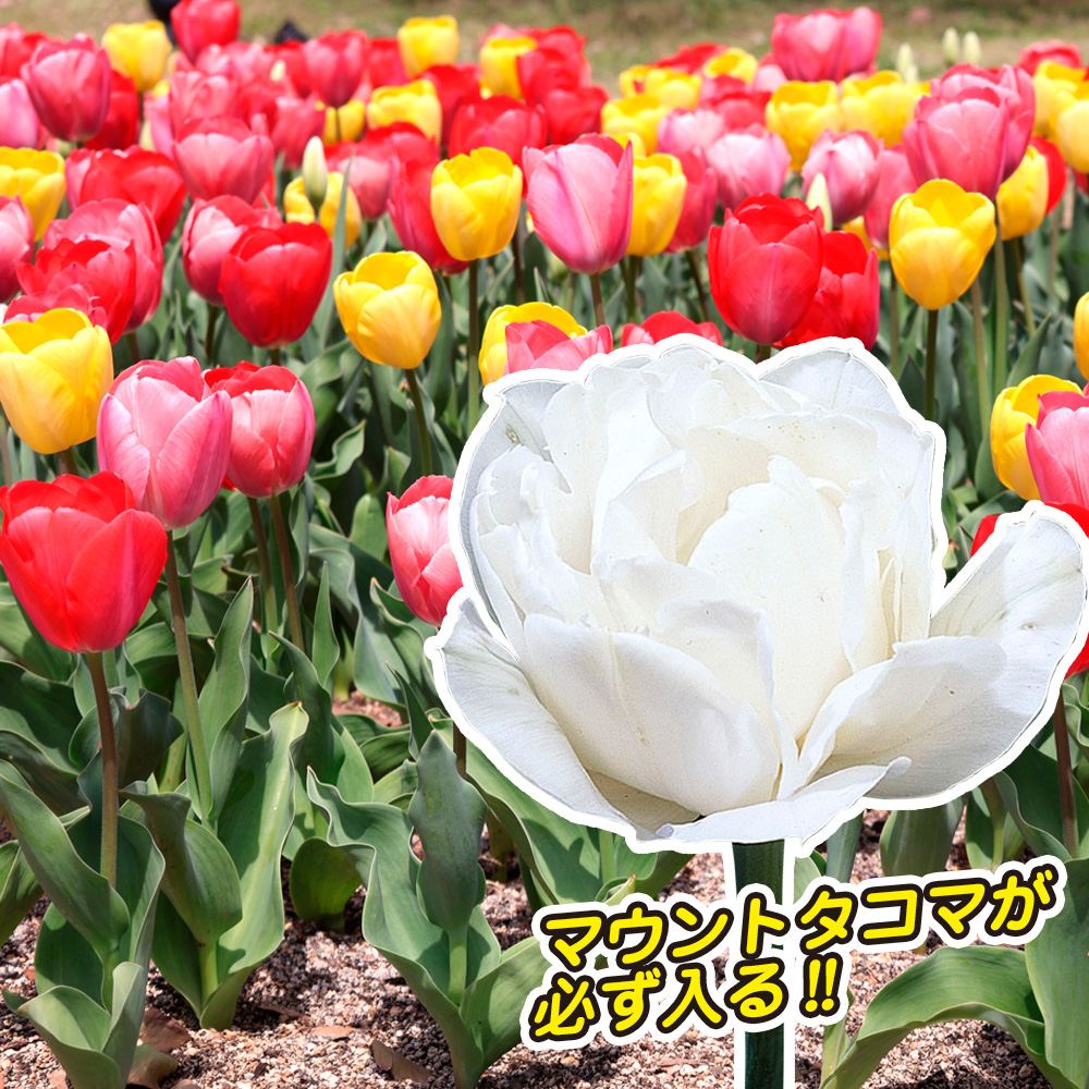 国華園 グラジオラス 球根 シレスタ 20球 グラジオラスの球根 春植え