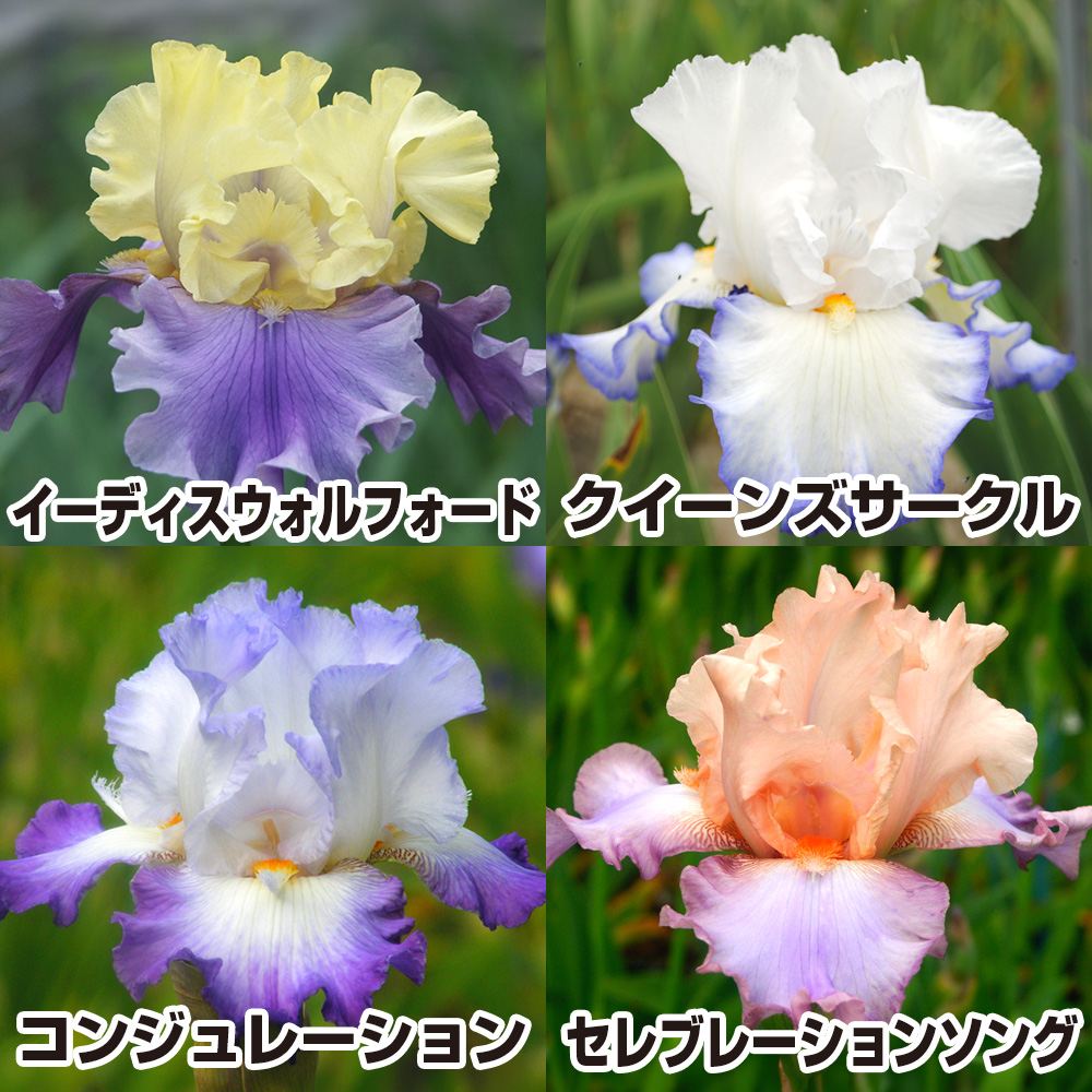 国華園 ジャーマンアイリス 株分け苗 ダイクスメダル受賞セット 4種4株