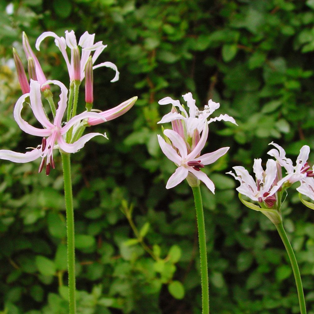 山野草　赤花カキラン 国華園 ラン・山野草 黄花カキラン 1株 : 花と緑 国華園 - 通販