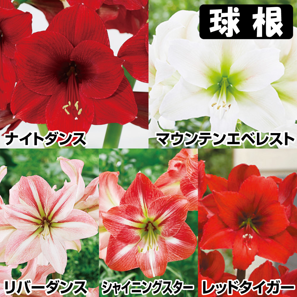 国華園 アマリリス お買得 球根アマリリスセット 5種5球 アマリリスの